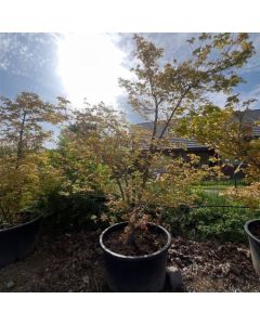 Acer cappadocicum 'Aureum'