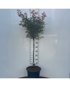 Acer palmatum 'Aratama'