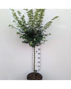 Acer palmatum 'Coonara Pygmy'