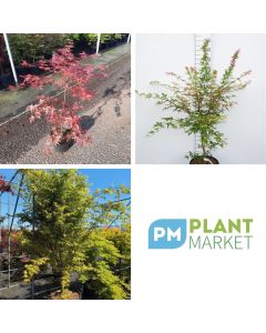 Acer palmatum 'Deshojo'