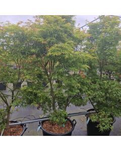 Acer palmatum 'Kamagata'