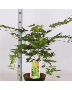 Acer palmatum 'Ki-hachijo'
