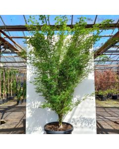 Acer palmatum 'Okushimo'
