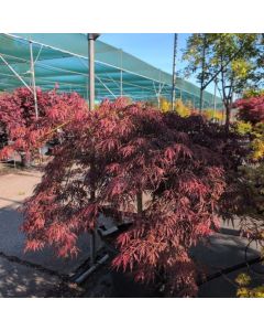 Acer palmatum 'Pendulum Julian'