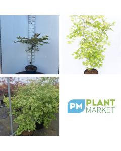 Acer palmatum 'Shigitatsu-sawa'