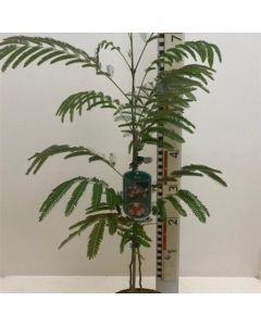 Albizia julibrissin rosea