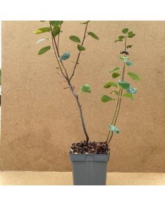Amelanchier alnifolia 'Smoky'
