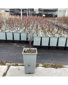 Amelanchier 'Prince William'