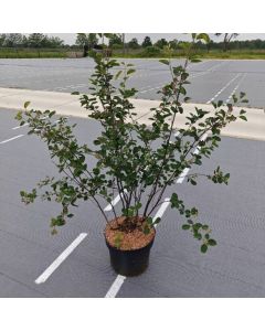 Amelanchier spicata