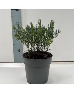Andromeda glaucophylla