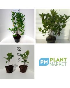 Aronia prunifolia 'Nero'