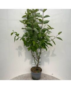 Cornus alba