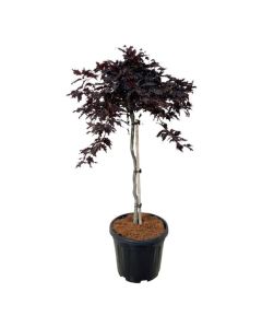 Fagus sylvatica 'Rohan Weeping'