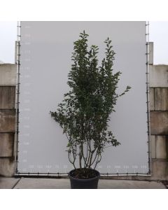 Malus 'Braendkjaer'
