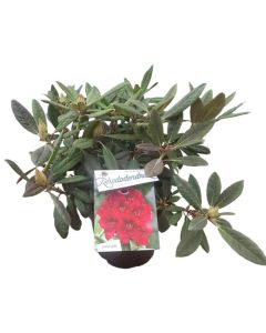 Rhododendron 'Elizabeth Red Foliage'