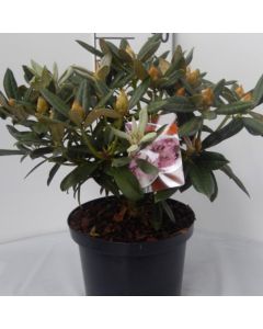 Rhododendron (AJ) 'Helena'