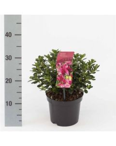 Rhododendron (AJ) 'Kermesina'