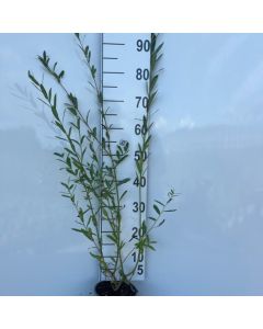 Salix purpurea