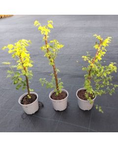 Ulmus glabra