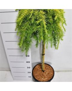 Cedrus deodara 'Lime Glow'