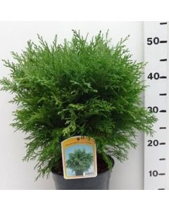 Chamaecyparis lawsoniana 'Globosa'