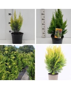 Chamaecyparis lawsoniana 'Ivonne'