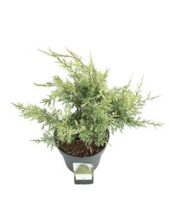 Chamaecyparis lawsoniana 'Luna'