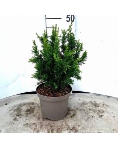 Chamaecyparis obtusa 'Drath'