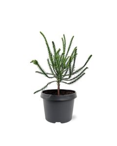 Cryptomeria japonica 'Dacrydioides'