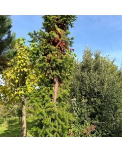Cunninghamia lanceolata