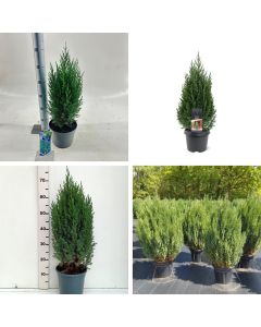 Juniperus chinensis 'Stricta'