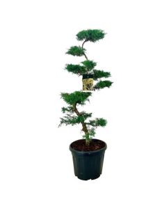Juniperus pfitzeriana