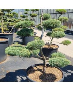 Juniperus pfitzeriana 'Hill's Blue'