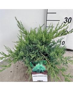 Juniperus pfitzeriana 'Pfitzeriana Glauca'