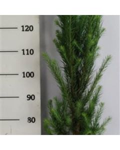Larix kaempferi 'Jakobsen's Pyramid'