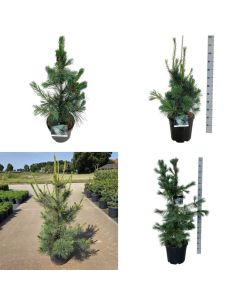 Pinus monticola 'Ammerland'