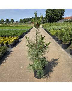 Pinus strobus 'Densa'