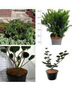Taxus media 'Farmen'