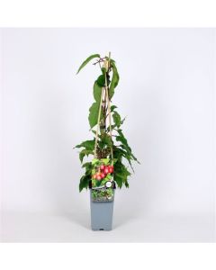 Actinidia arguta 'Ananasnaya'