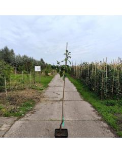Malus domestica 'King of the Pippins'