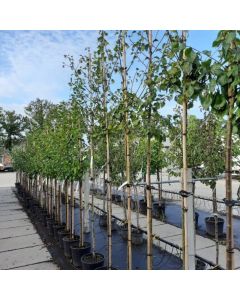 Prunus avium 'Early Prolific'