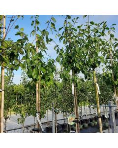Prunus domestica 'Excalibur'