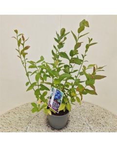 Vaccinium corymbosum 'Goldtraube 23'
