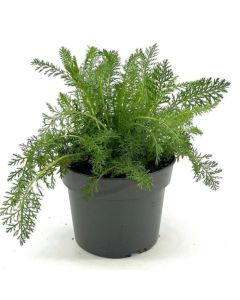 Achillea millefolium 'Apfelblüte'