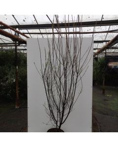 Amelanchier canadensis Rainbow Pillar