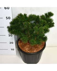 Pinus mugo 'Klosterkötter'