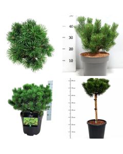 Pinus mugo 'Mumpitz'