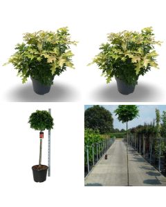Quercus palustris 'Green Dwarf'