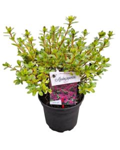 Rhododendron (AJ) 'Takako'