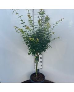 Acer palmatum 'Crippsii'